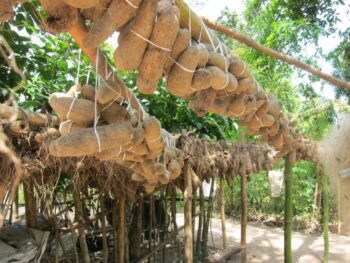 Yam Farming business in Nigeria 