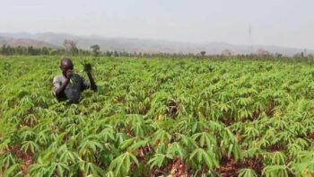 Cassava Farming best business to start